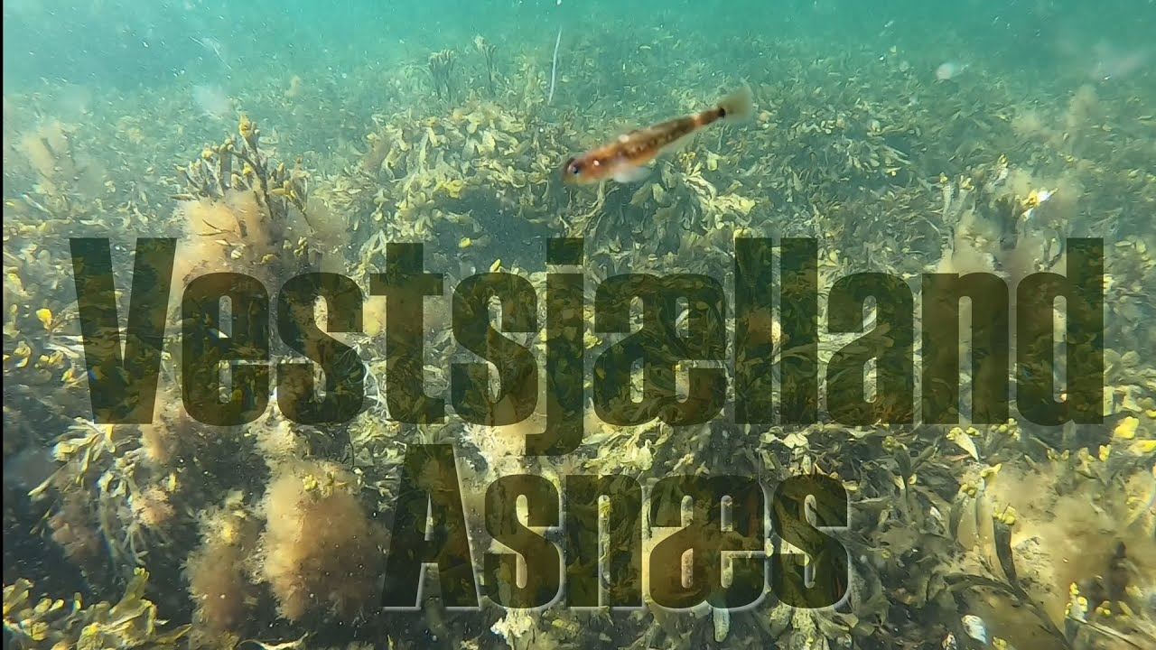 Vestsjælland Havørredfiskeri ved Asnæs