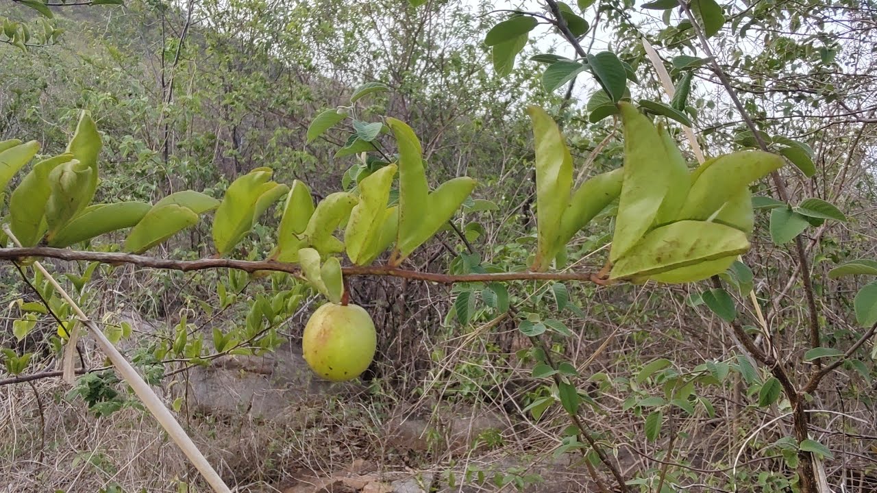 Ameixa do mato ximenia americana L 25 de dezembro de 2023