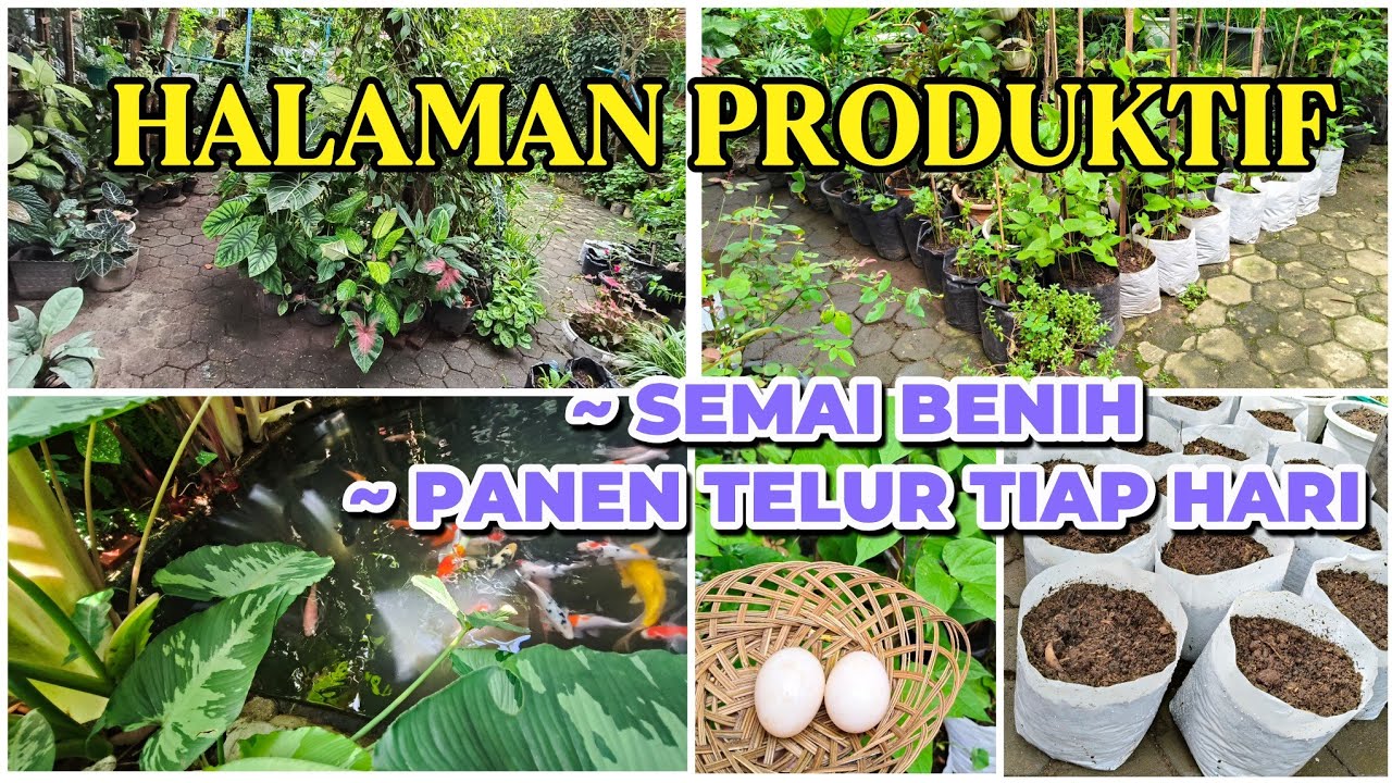 Berkebun Dan Beternak Di Halaman Rumah. Semai Timun, Buncis, Cabe, Ketumbar & Tomat  #petanirumahan 