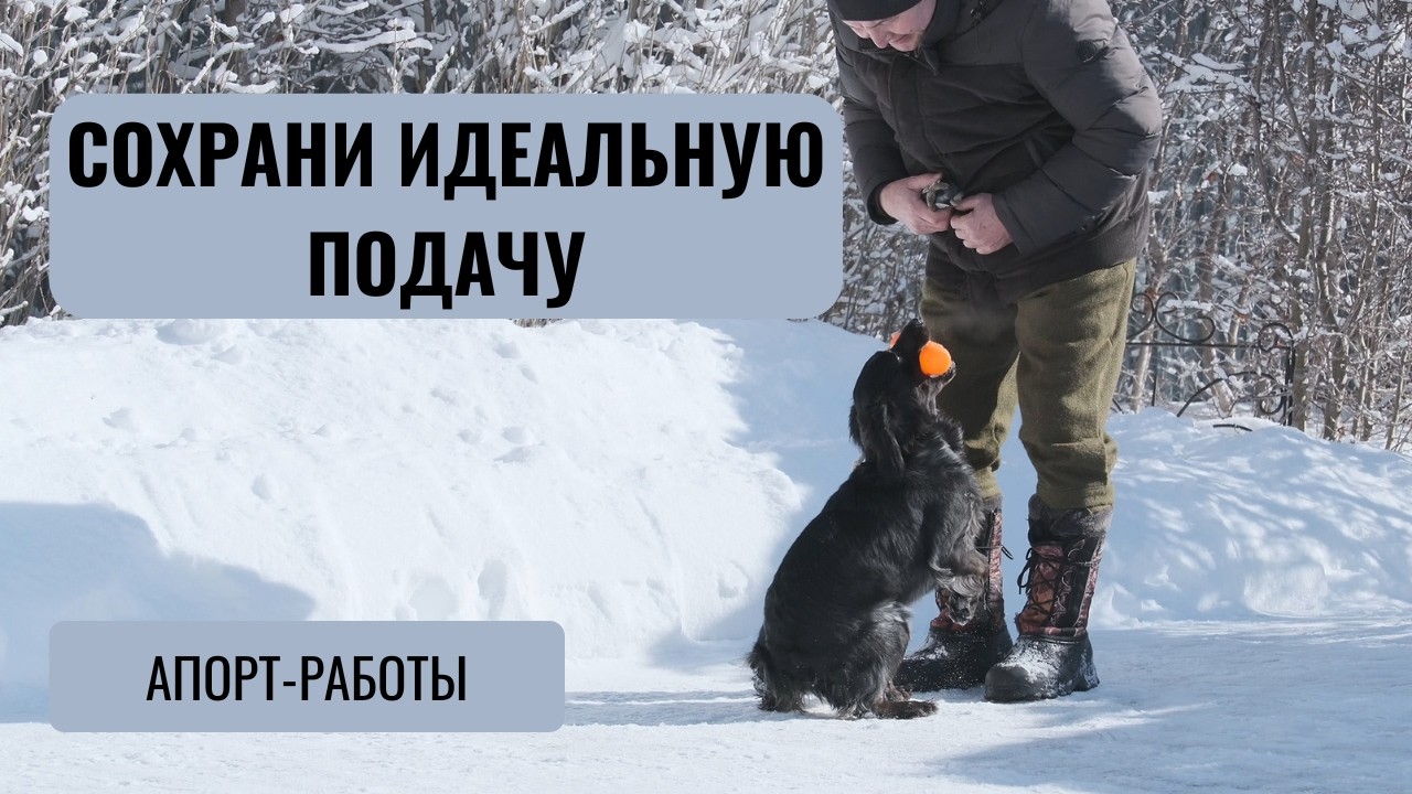 Почему важно учить собаку подавать предмет именно в руку и как этот навык  сохранить и не испортить.