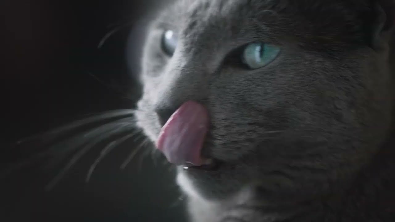 Alles f&uuml;r die Katze &ndash; Galaxus TV Spot