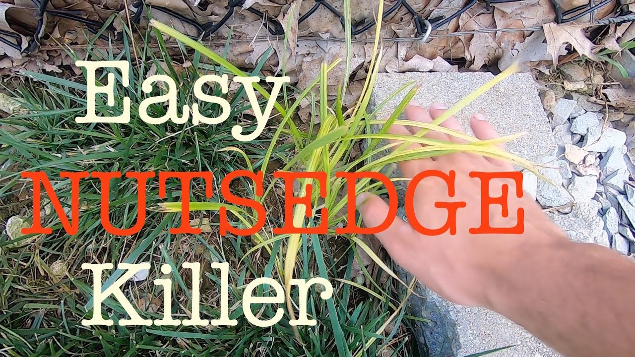 How to get rid of Nutsedge in the lawn