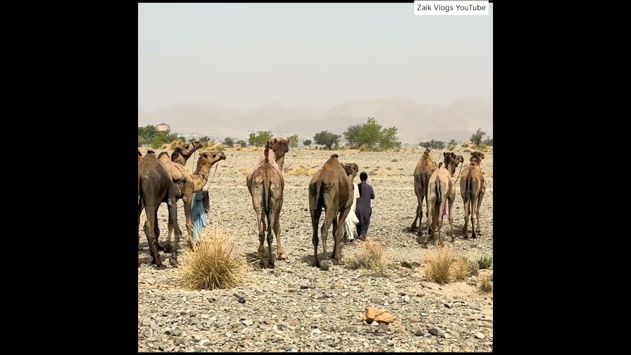 Beautiful camels of Balochistan #HealthyCamels #KhuzdarCamels #zaikvlogs #viralshortvideo
