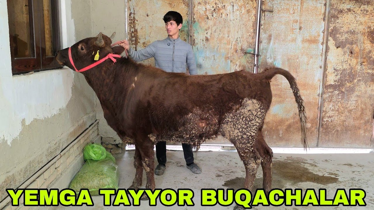  Iskandar ukamizdan yangi partiya yumgan tayyor buqalar va g'unajinlar 4-fevral, 2026
