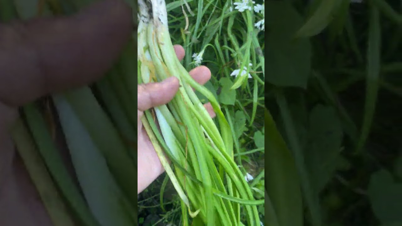 Kra n-imɣan seg-Ugama / Qulques plantes de kabylie .