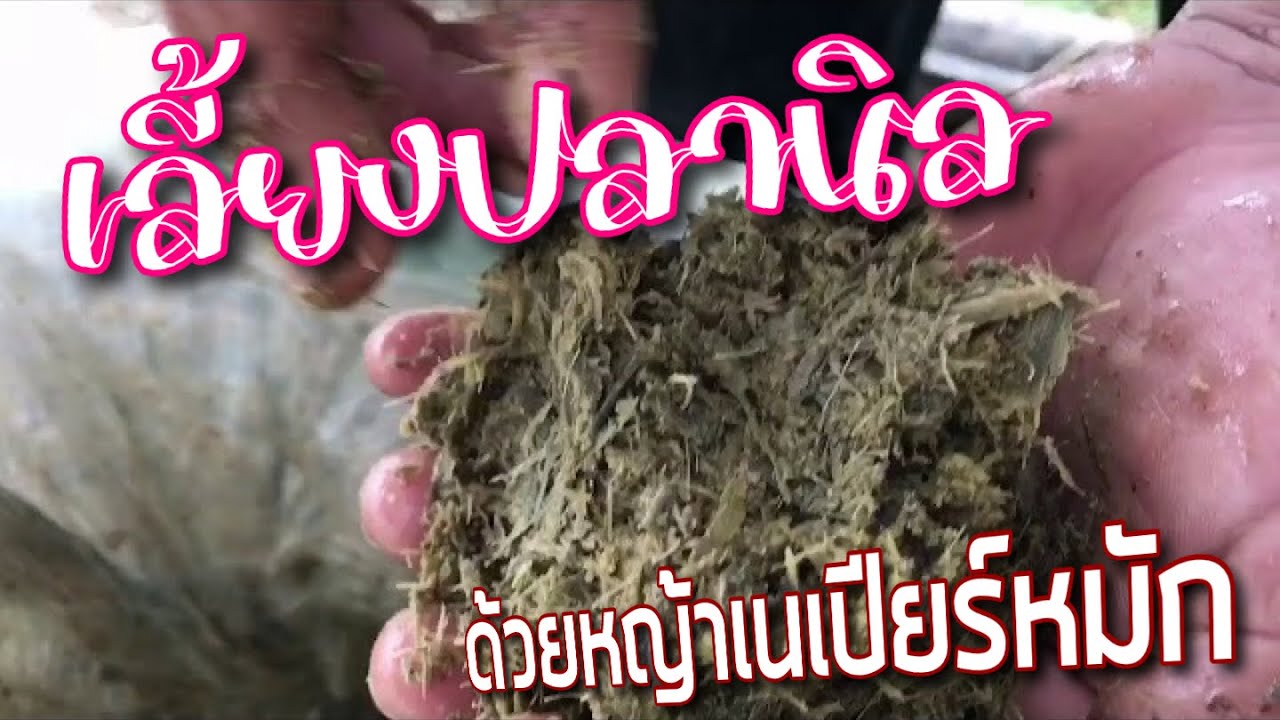 เลี้ยงปลานิลด้วยหญ้าเนเปียร์ สายพันธุ์ปากช่อง 1