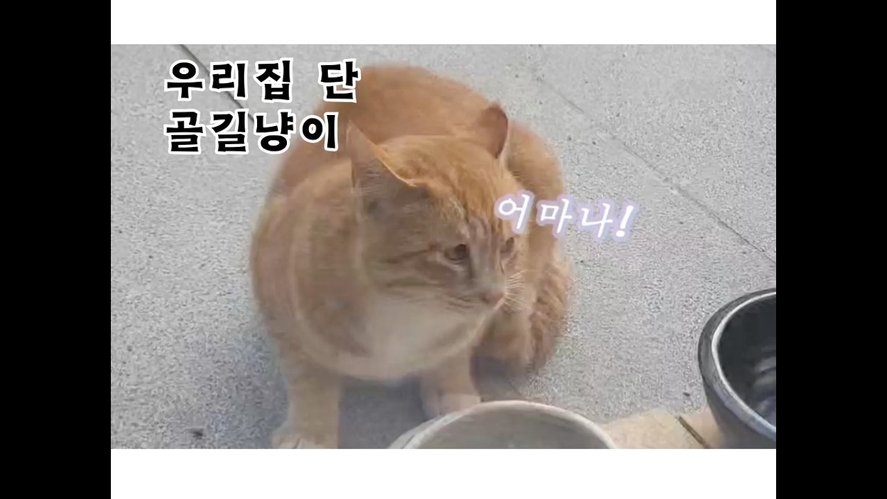 [고양이 집사의  그림일기]  '산책길 길 냥이' #cat #shorts  #kitten #painting #art #painting  #길고양이 #스케치
