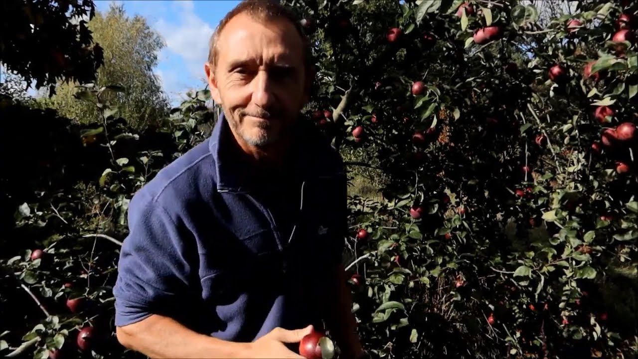 Choosing an apple tree variety