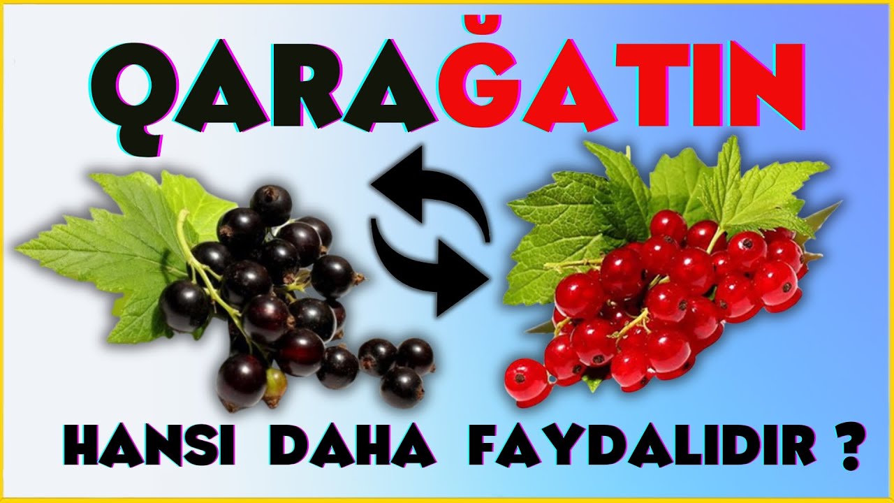 Sağlıq Mütəxəssisləri Bu Qarağatı Seçir - Səbəbi Açıq