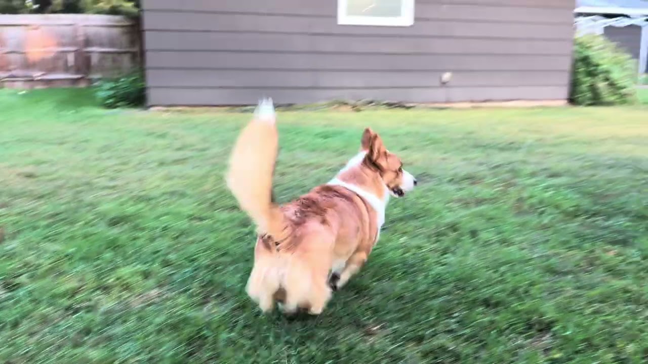 Harper the Corgi Hopping 