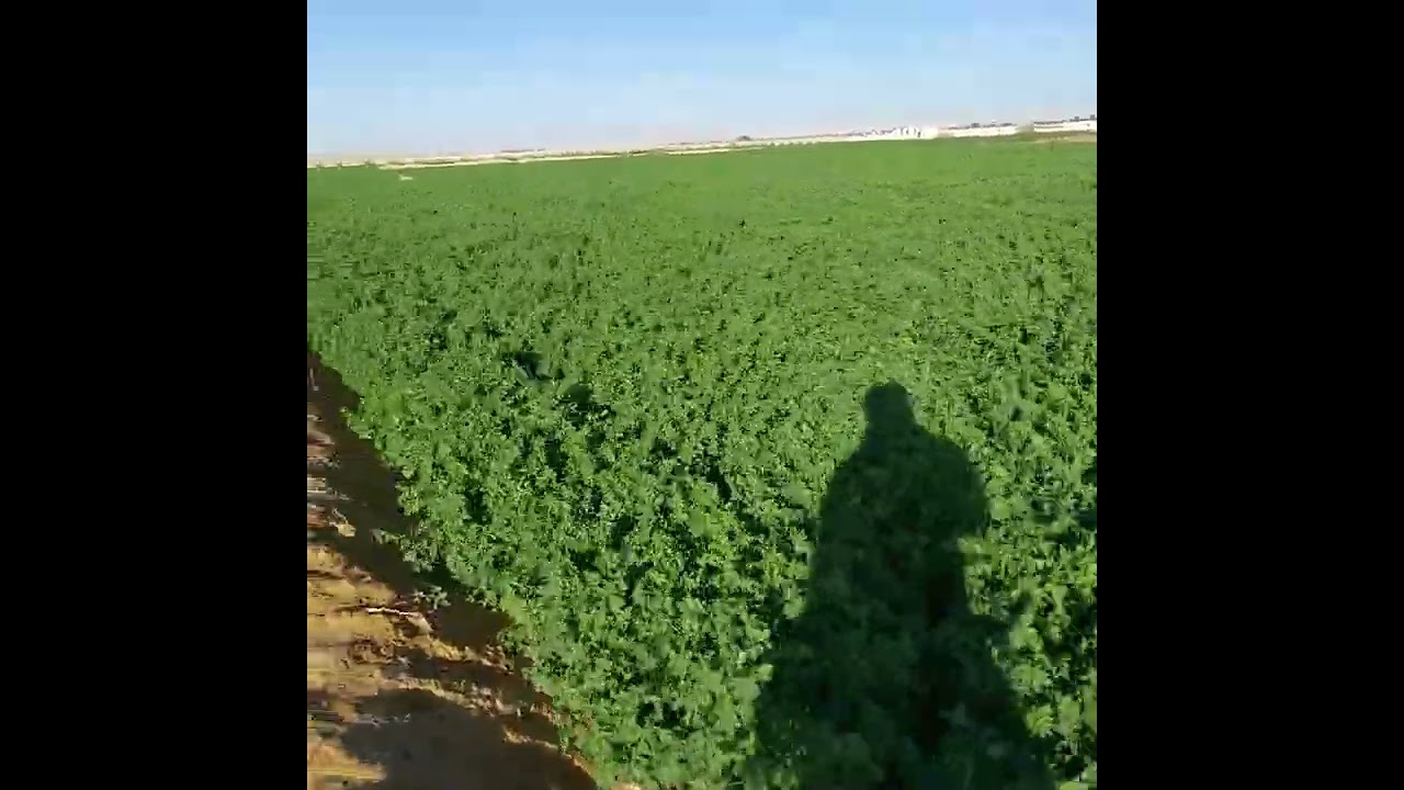 حش البرسيم الحجازي وعدد الريات قبل الحش