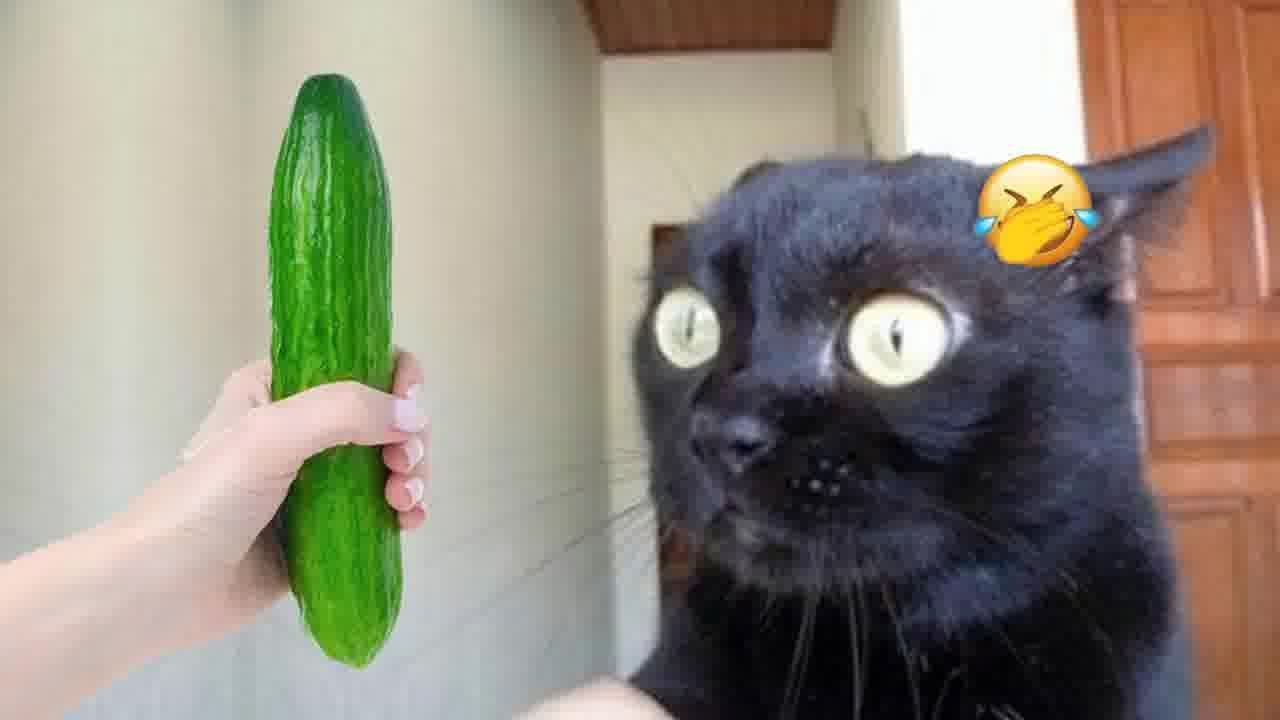 CLASSIC Dog and Cat Videos😻🥰🐶#💖1 HOURS of FUNNY Clips