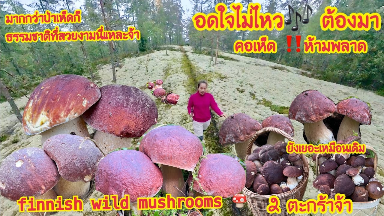 🍄เก็บเห็ดผึ้งหวาน หมานคือเก่า มาเด้อๆ #wildmushrooms
