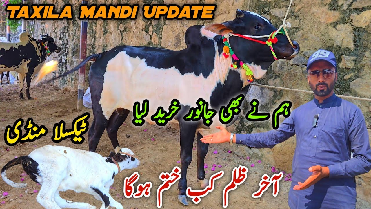 Alhamdulilah Soda Kar Liya Taxila Mandi Latest Update September 2025 | Ye Zulm Ka Khatam Hoga