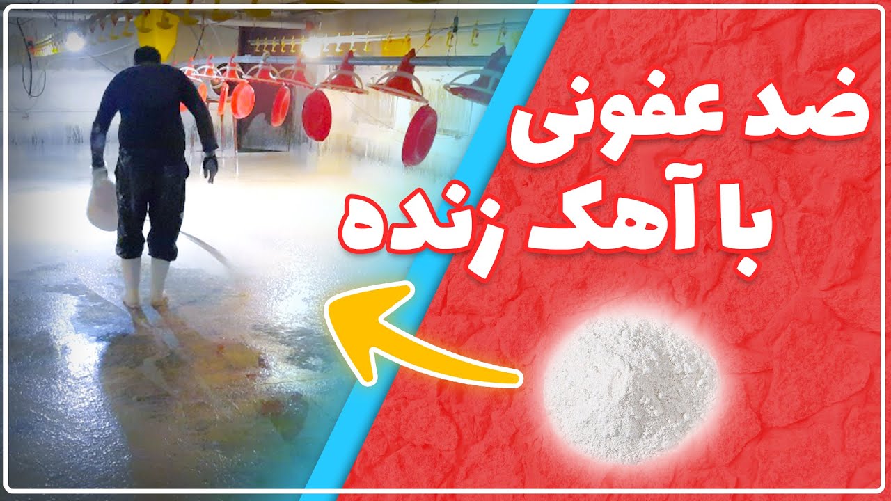 ضدعفونی سالن پرورش مرغ گوشتی با آهک زنده