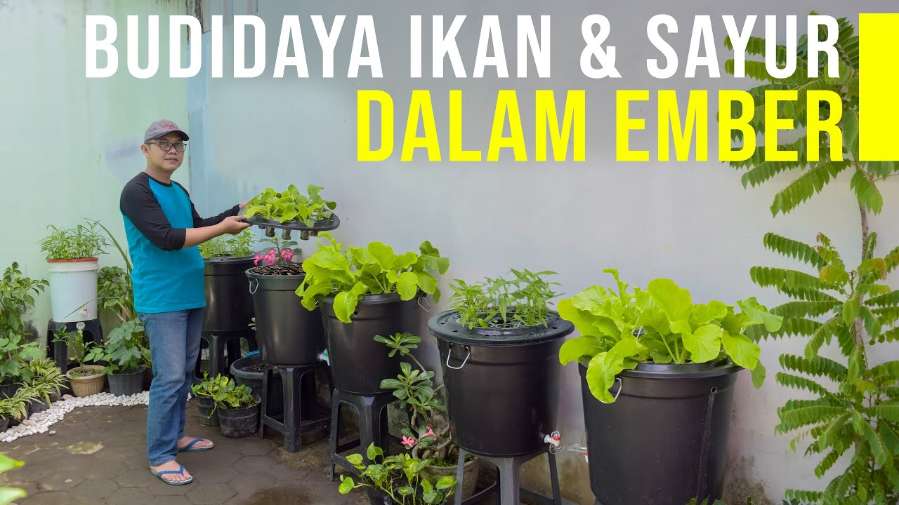 Meraup Untung dari Budidaya Ikan dan Sayur Dalam Ember - BUDIKDAMBER