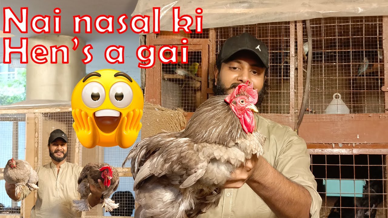 Rare and unique Hens in our setup😯 | Nai nasal ki murgiyan Pet's Vlog | Shoqeen ka Shoq | 2025