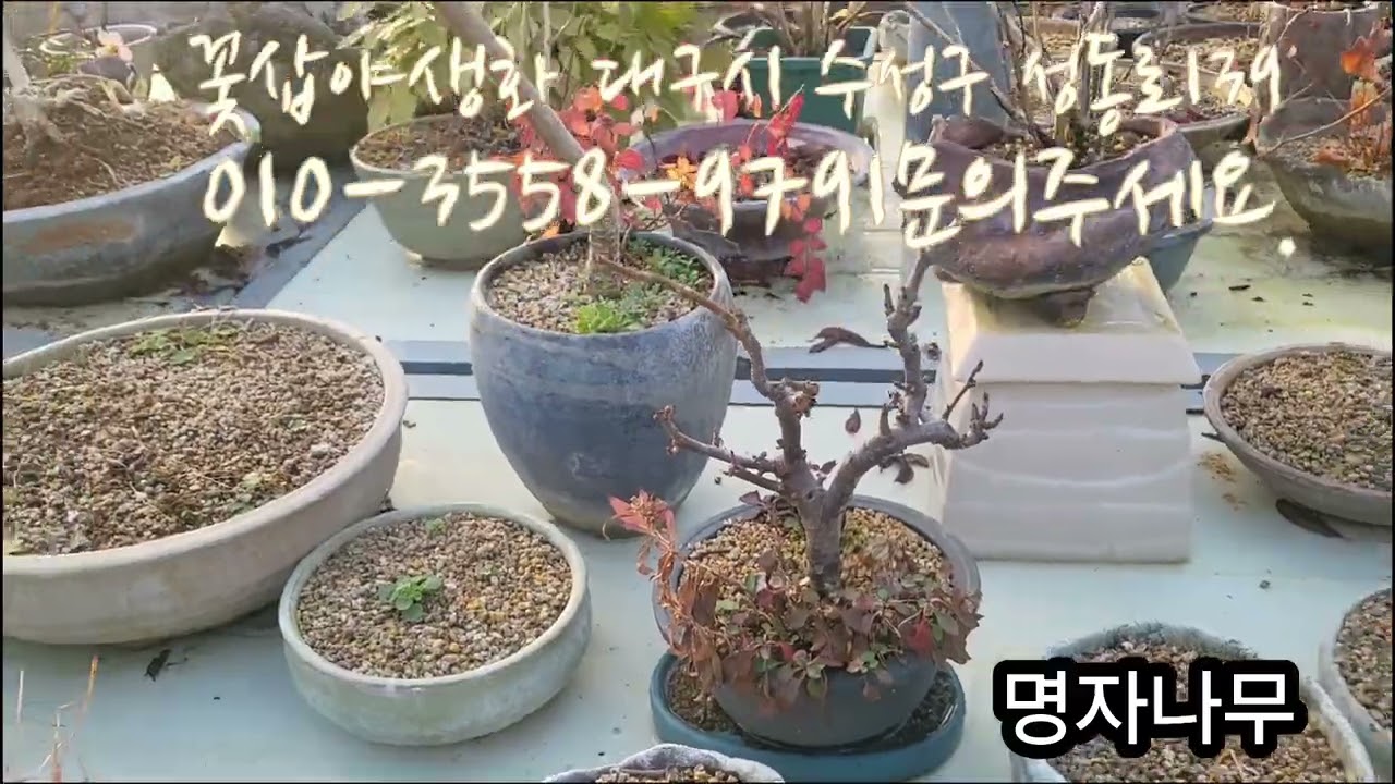 겨울의 꽃삽풍경
