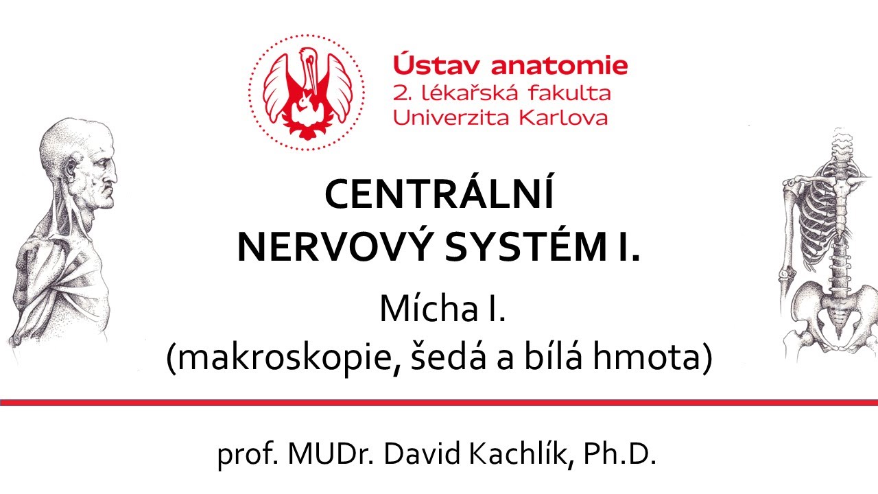 CNS 1 - Mícha