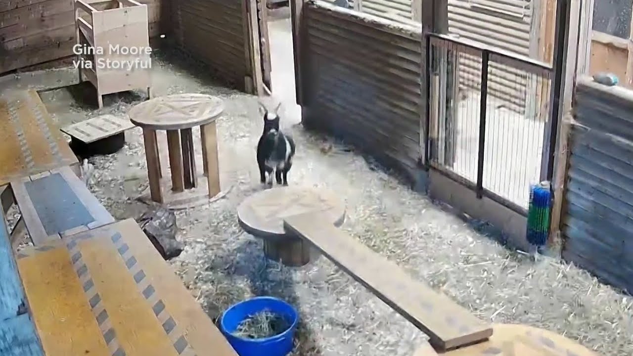 Caught on camera: Heroic Canadian farmer kicks cougar to save baby goat