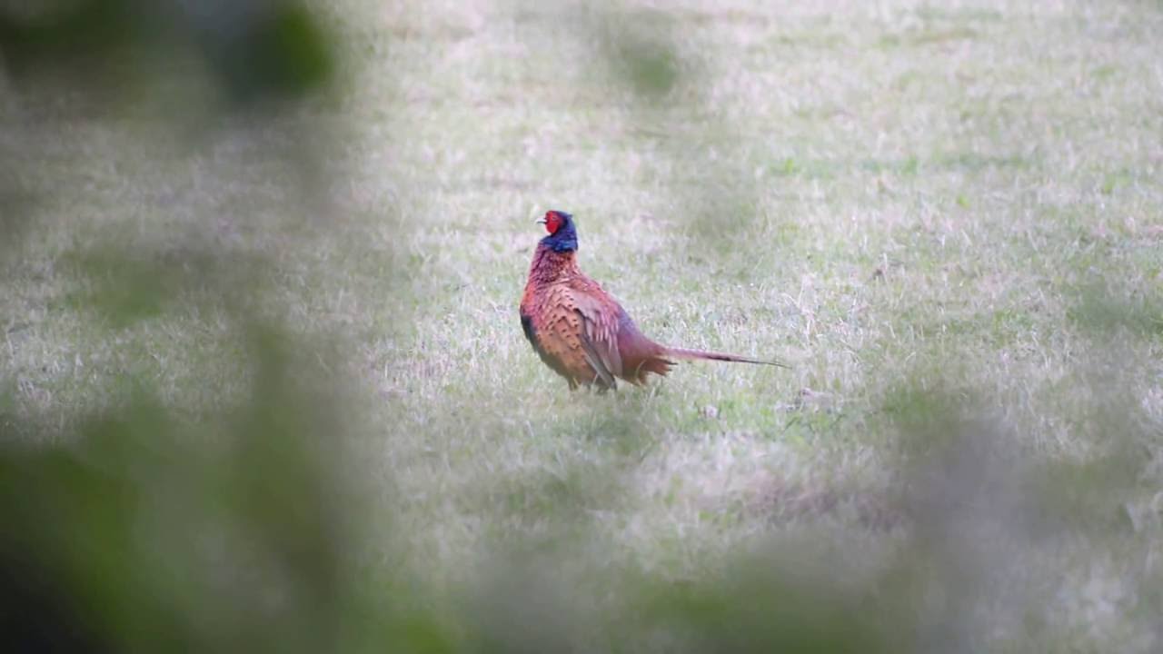 pheasant call