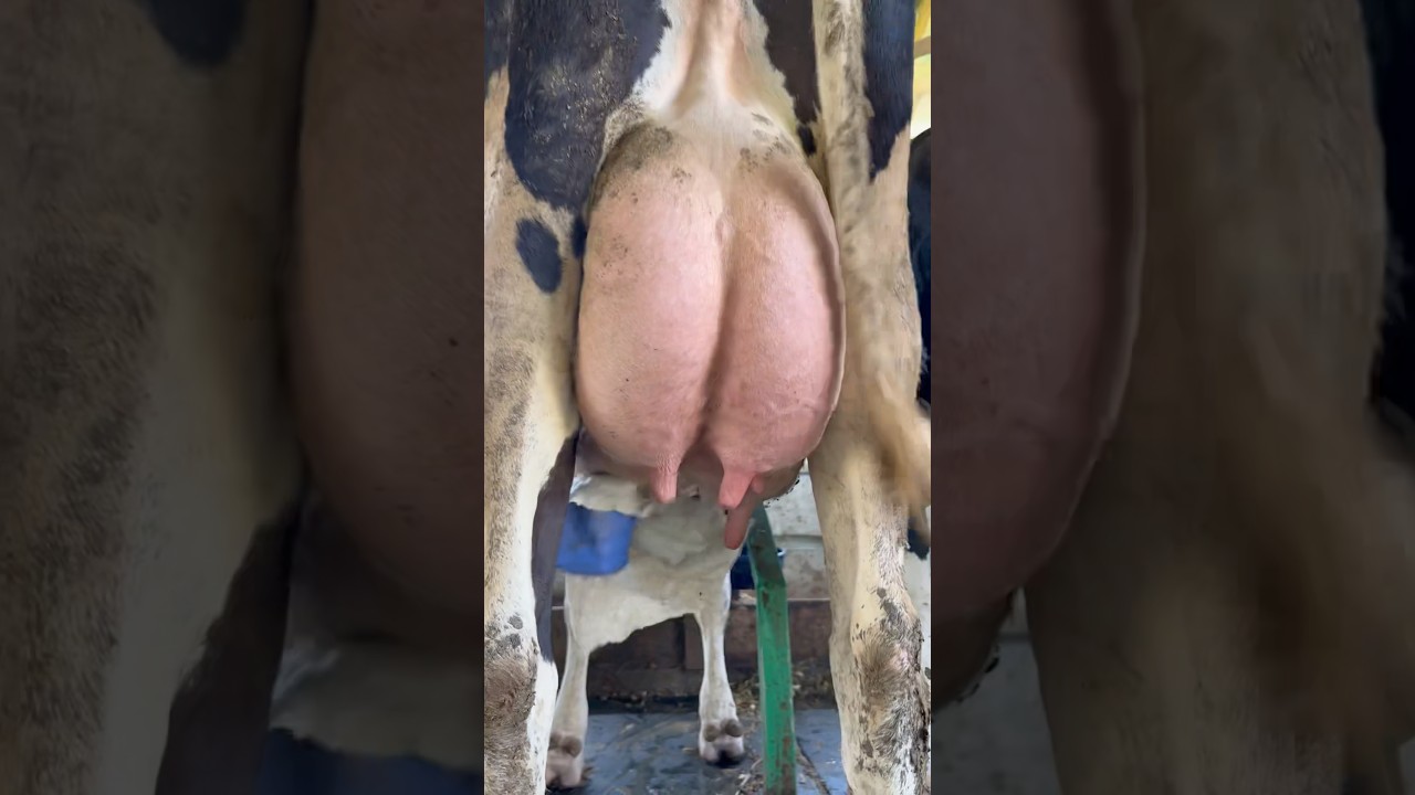 Incredible Udder of a Dairy Cow | A Farmer&rsquo;s Pride