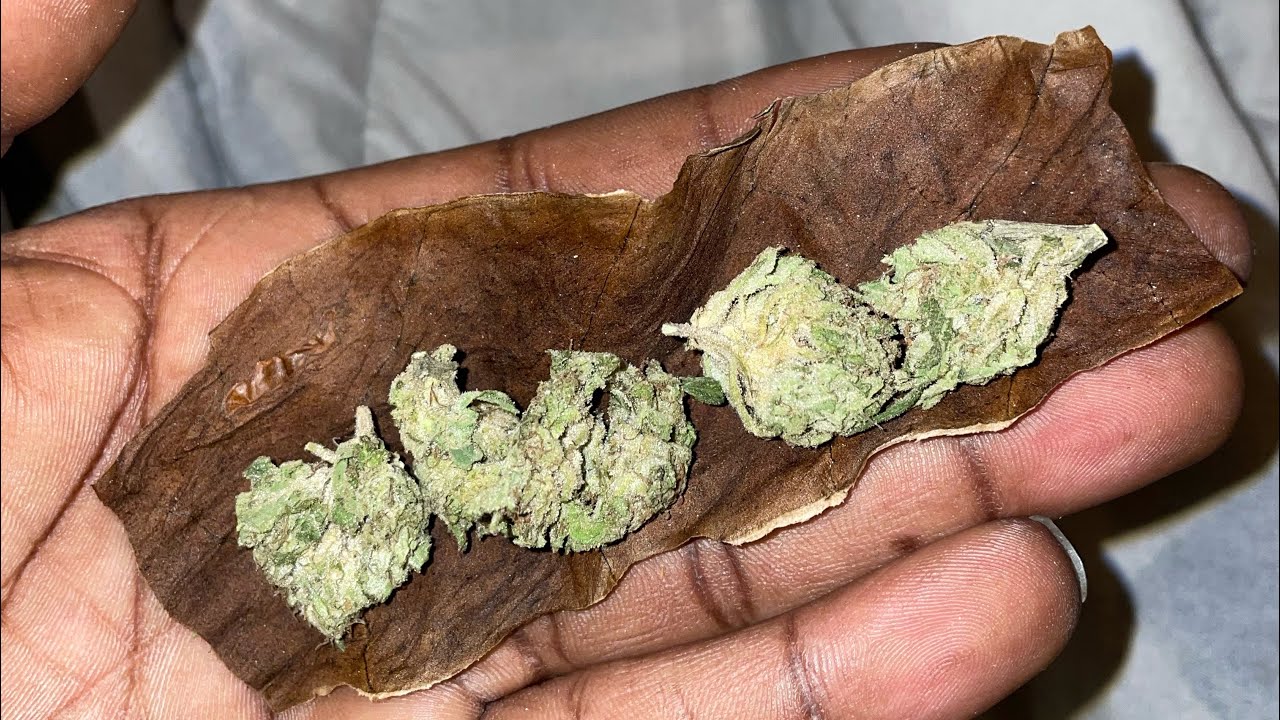 HOW TO ROLL A FRONTO/GRABBA LEAF BLUNT 2024