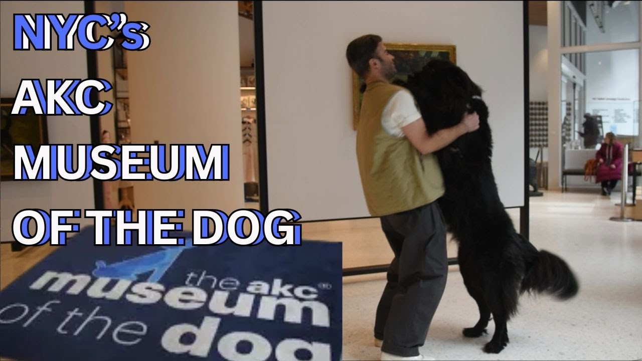 NYC's TOP FIVE COOLEST MUSEUMS  - AKC MUSEUM OF THE DOG 