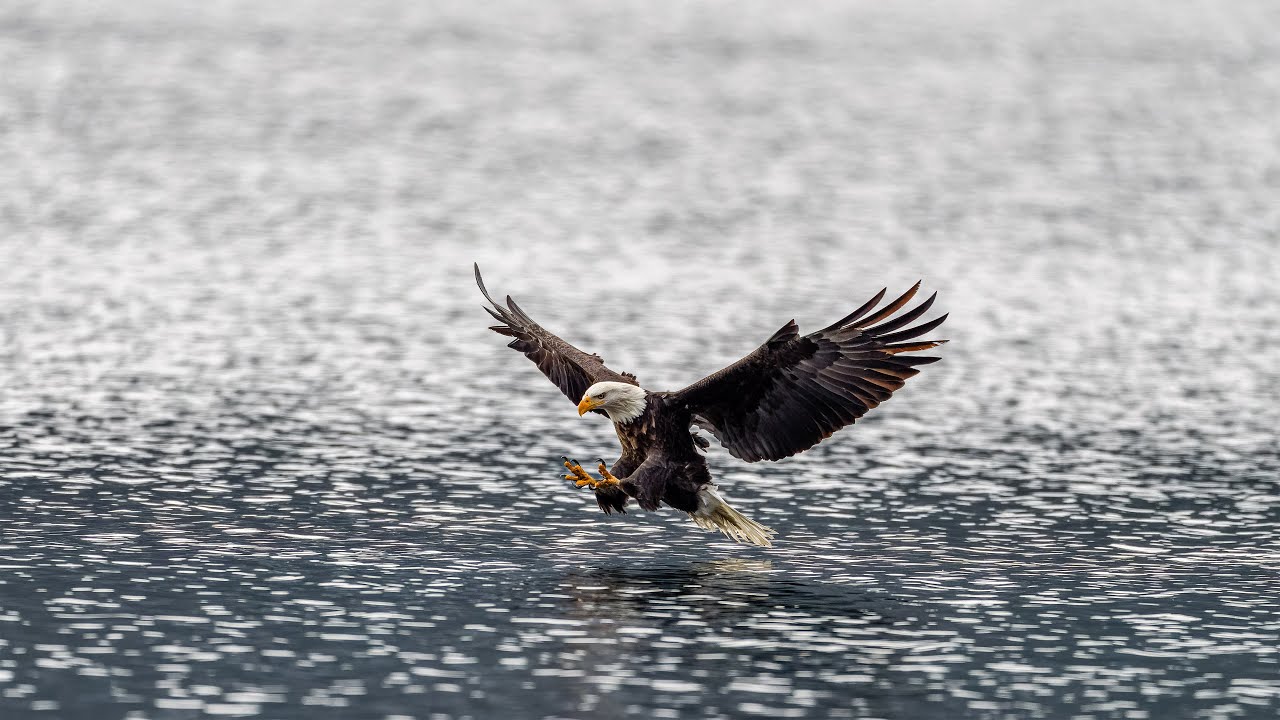 Bald Eagle Approach-Grab-Climb, Sony A1/Sony Alpha1, 4k