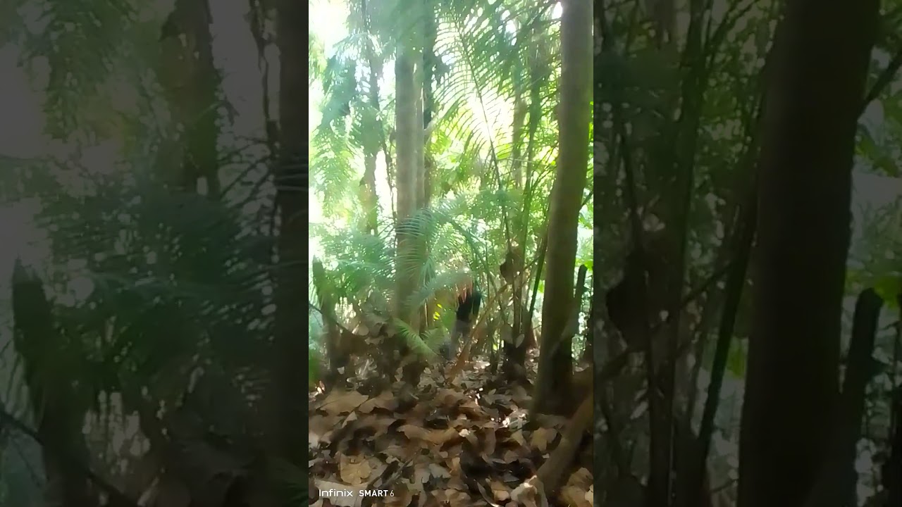 mencari madu dihutan palabuhan ratu bersama ang jaya