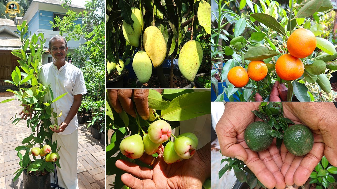 🥭🥑 വലിയ വലിയ മാവുകളുടെ ബഹളമാണ് ഇവിടെ! കൂടാതെ 200 ലധികം വൈവിധ്യമാർന്ന പഴച്ചെടികളും #exoticfruitplants