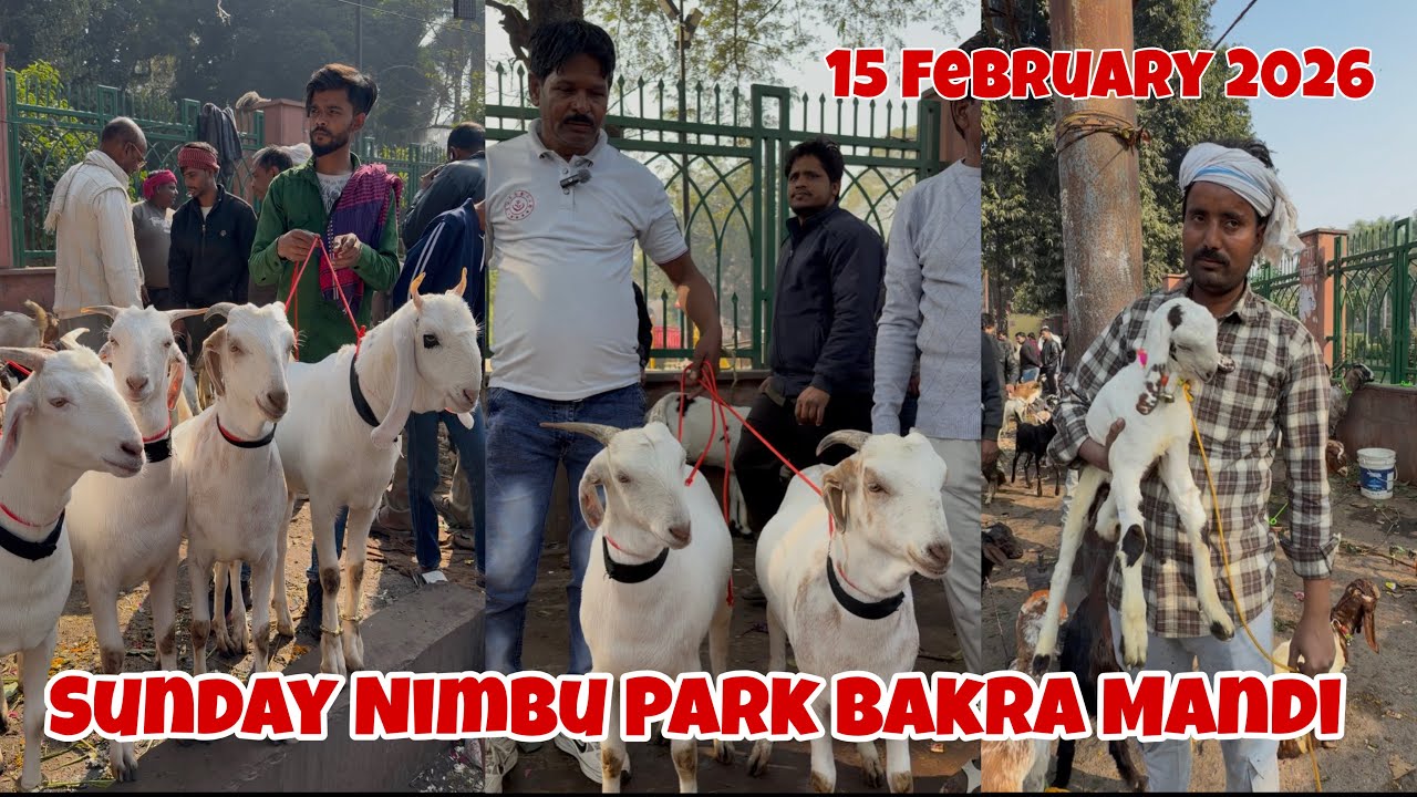 🔴 15/02/2026 , Sunday Nimbu Park Bakra Mandi Update | रविवार नींबू पार्क लखनऊ बकरा मंडी 2026 Update 