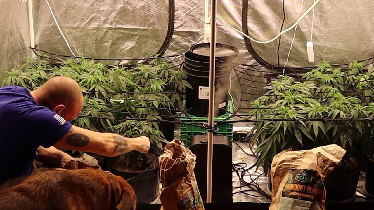 FEEDING TIME! GAIA GREEN DRY AMENDMENTS - 100% ORGANIC GROW UCANN - S02E04