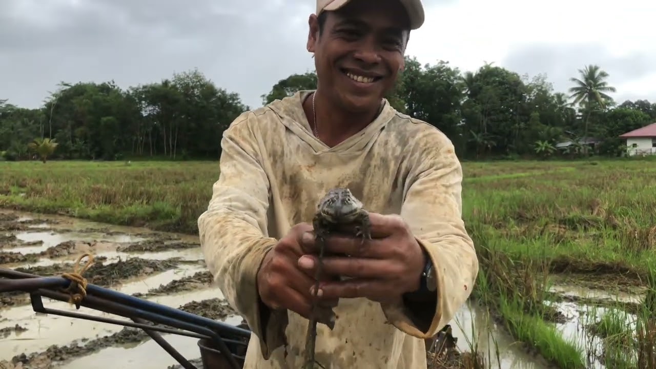 DAHIL TAG ULAN NA MAG TURTLE NA SA BASAKAN | MAY LIBRENG ULAM NA