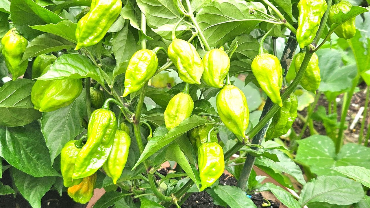 lআমার বাগানের নাগা মরিচ গাছ I মানুষের যন্ত্রণায় ছোট থাকতেই ভিডিও করে দেখাইলাম l বড় কষ্টের বিষয় l