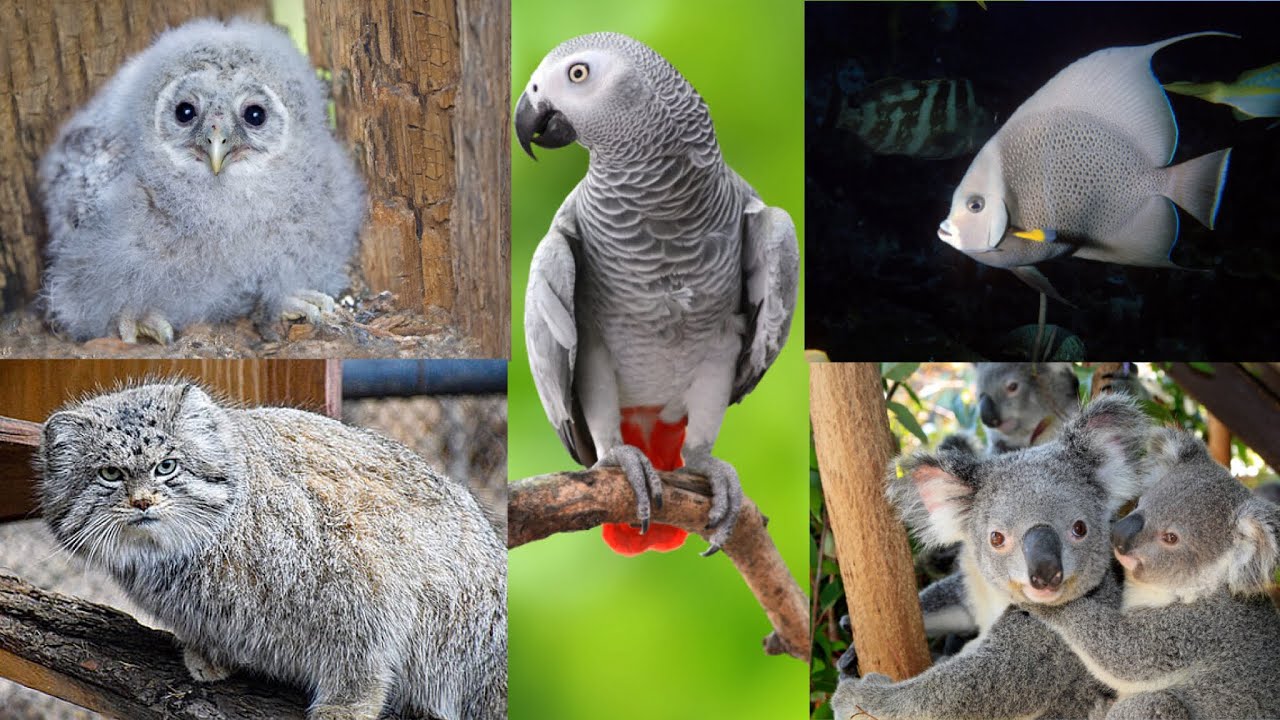 25+ Grey Animals in the world / Grey colour animals / Grey Birds / Grey parrot / Gray animals