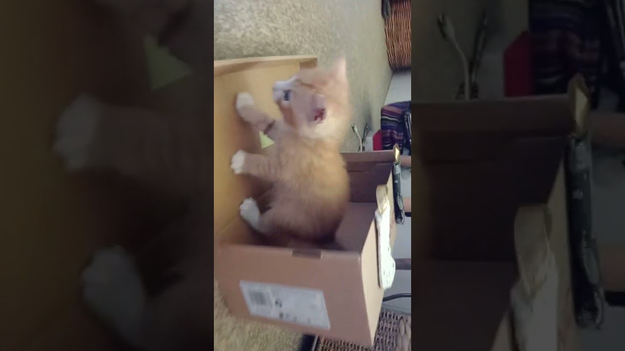 5wk kittens