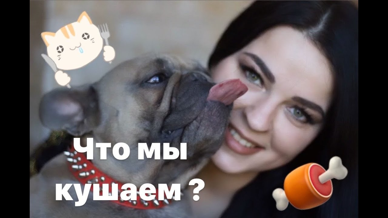Французский бульдог кормление в нашем питомнике