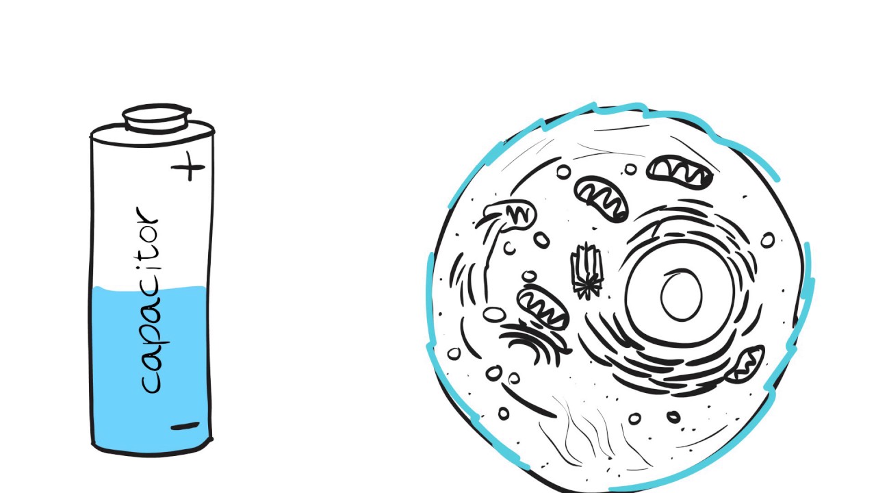 BIA Explainer Video - Bodystat