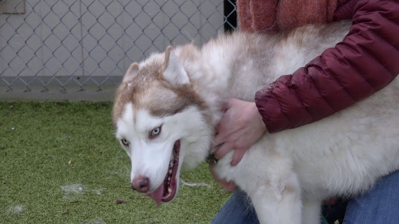 Paws For Pets | Flint the Dog