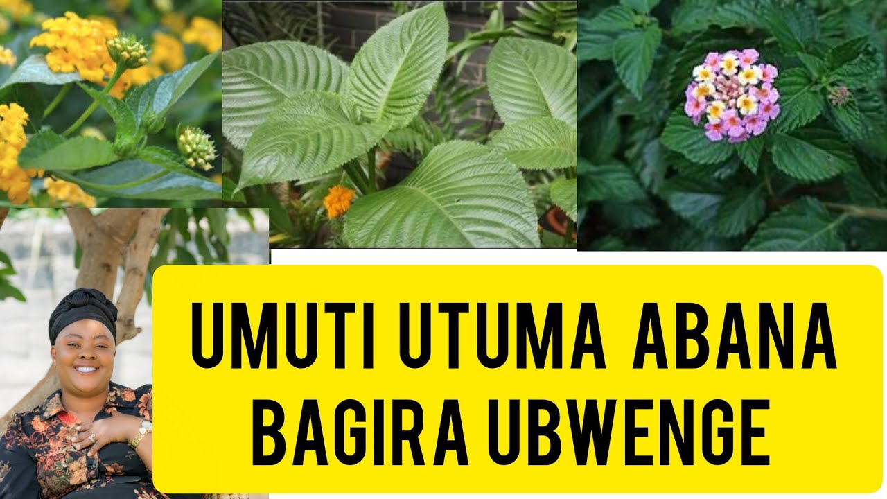 NGUYU UMUTI W'UBWENGE WIZEWE KU BANA NO KUBANTU BAKURU.