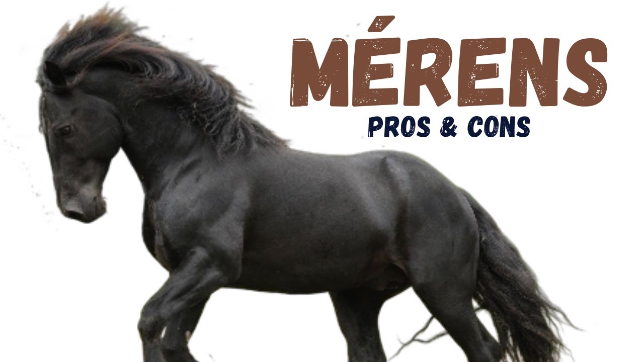 M&eacute;rens Horse Pros and Cons -  M&eacute;rens Horse Advantages and Disadvantages