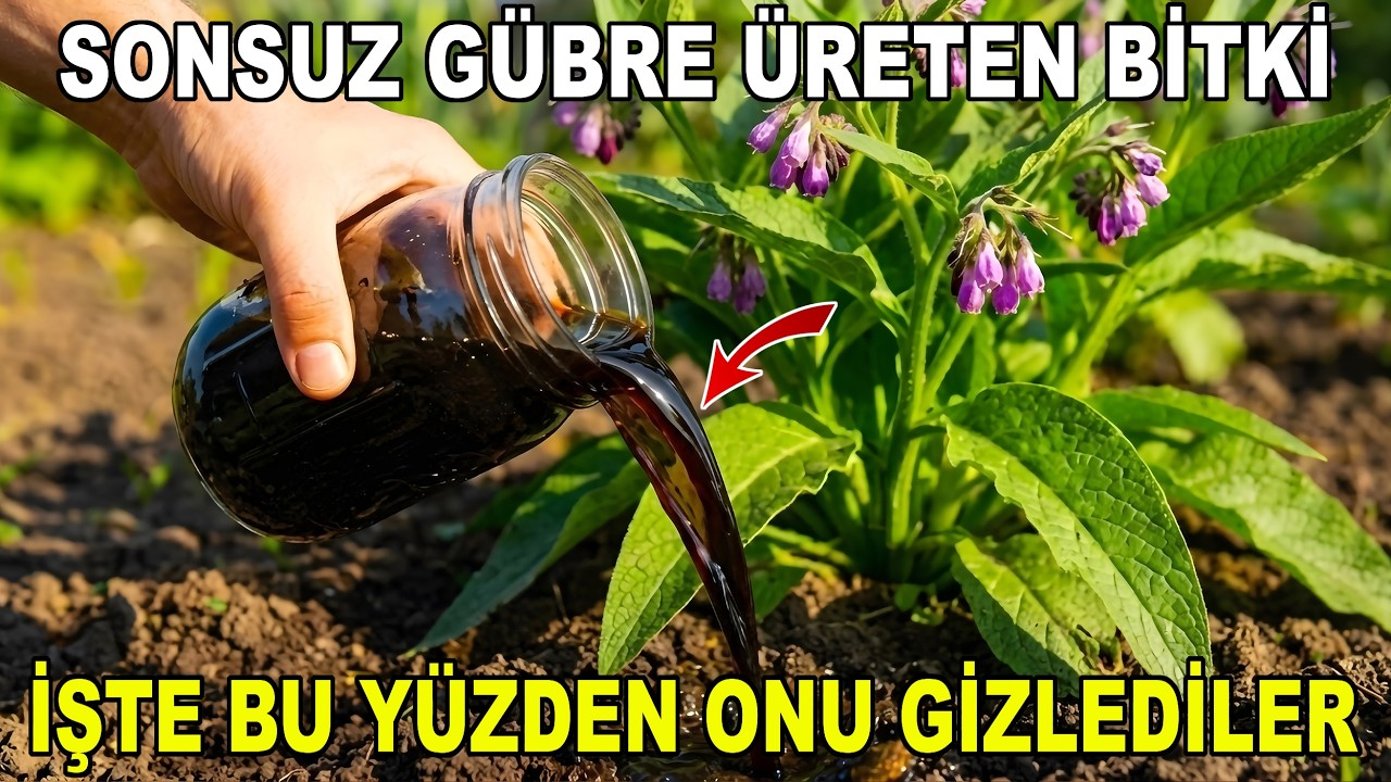 Tek Bir Bitki Sonsuz Gübre Üretiyor — Peki Neden Kullanmayı Bıraktık?