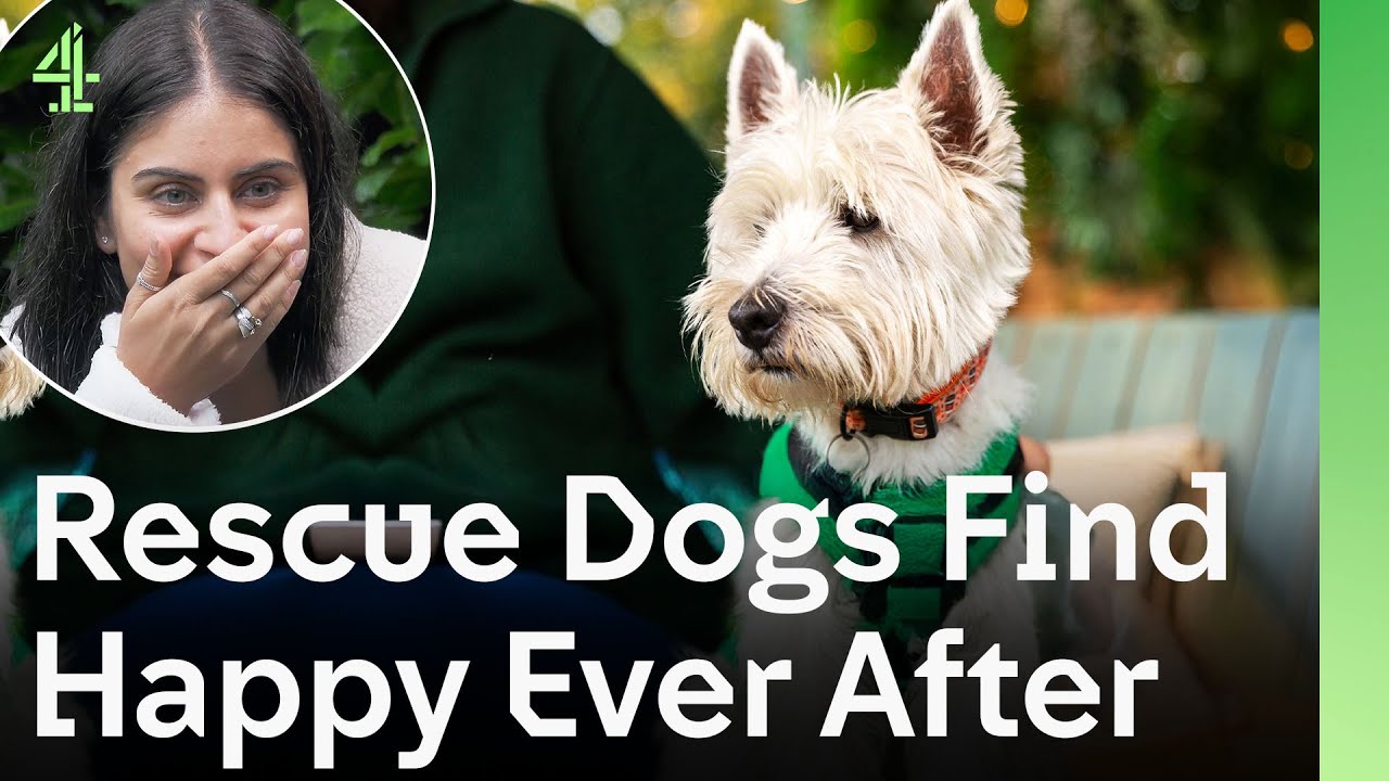 Rescue Dogs Find Their Happy Ever After as They Leave the Shelter for the Last Time | The Dog House🐶
