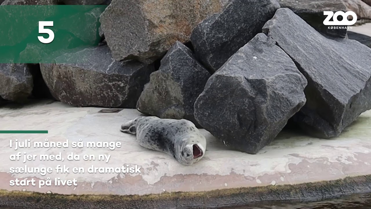 Årets populæreste ZOO-videoer 2020