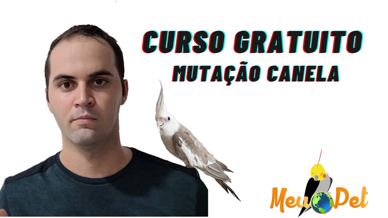Calopsita mutação canela (Aula 05)