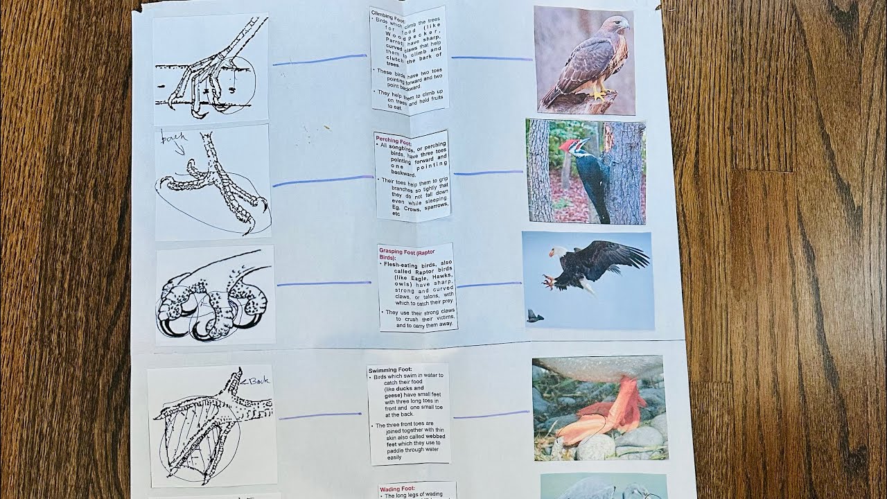 Types of Bird Feet