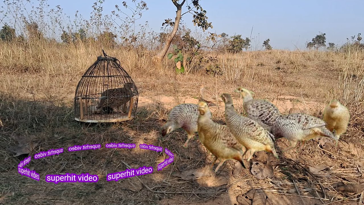 Francolin voice grey video Teetar Desi female original | female teetar Awaaz | kumaru pair