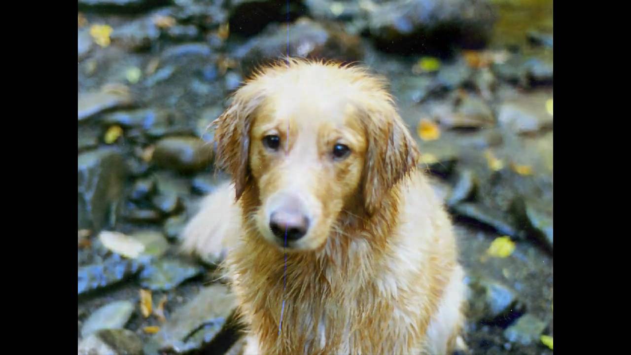 Tribute to my Golden Retriever Shannon