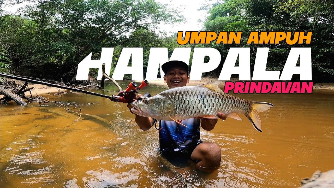 umpan paling jitu mancing hampala besar sungai ini // casting hampala air hitam kalimantan